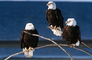 Birds Gallery: BALD EAGLE - x three, on three twigs