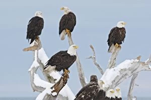Images Dated 21st March 2008: Bald Eagles