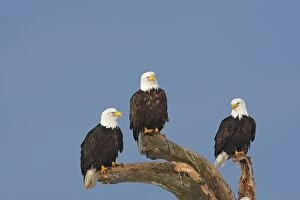 Images Dated 22nd March 2008: Bald Eagles
