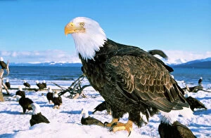 BALD EAGLES - close-up in snow, standing in foreground, many Bald Eagles in background