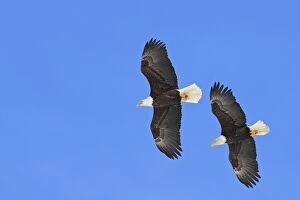 Images Dated 21st March 2008: Bald Eagles - in flight