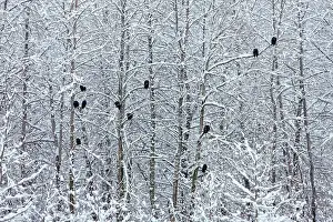 Keren Prints: Bald Eagles perched on trees covered with snow, Haines, Alaska, USA Date: 14-11-2011