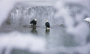 Images Dated 10th September 2021: Bald Eagles on the river in the forest covered with snow, Haines, Alaska, USA Date: 14-11-2011