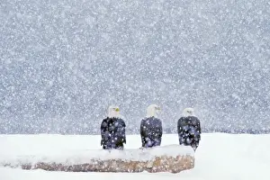 Logs Prints: Bald Eagles - sitting on beach log during heavy winter snowstorm. BE5540
