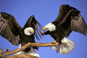 Images Dated 18th January 2005: Bald Eagles - Squabble over perch BE5571