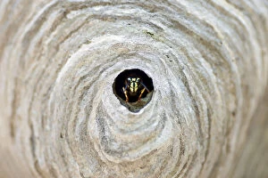 Bald-faced hornet, Vespula maculata, emerging