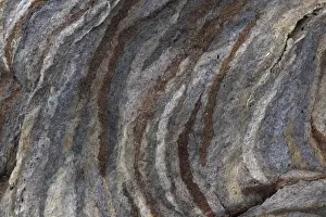 Hornets Prints: Bald-faced Hornet's - detail of nest - Oregon - USA