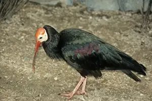 Ibises Prints: Bald Ibis