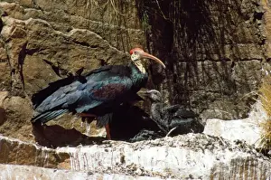 Bald Ibis