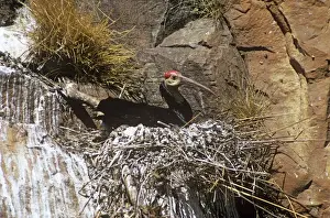 Bald Ibis