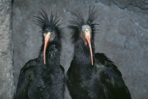 Images Dated 16th August 2006: Bald Ibis - endangered species Middle East