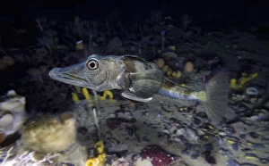 Blackfin Icefish Gallery: Bald notothen or bald rockcod, Pagothenia borchgrevinki, swimming close to surface
