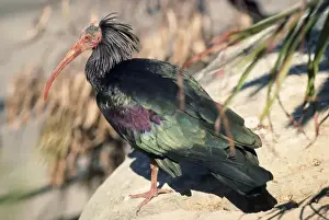 Bald / Waldrapp's Ibis