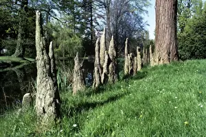 Cypresses Prints: Baldcypress - knees