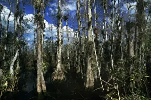 Swamps Prints: Baldcypress - swamp in Big Cypress National Preserve