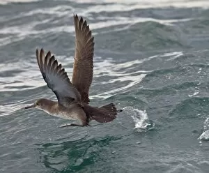Images Dated 7th August 2010: Balearic Shearwater - in flight - running on the sea to take off