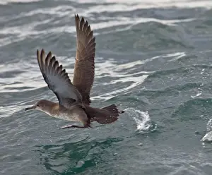 Taking Off Prints: Balearic Shearwater - in flight - running on the sea to take off - Dorset UK - August