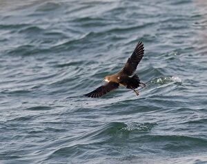 Balearic Shearwater - in flight over the sea