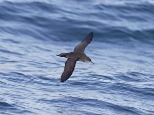 Images Dated 7th August 2010: Balearic Shearwater - in flight over the sea