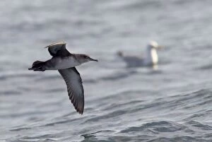 Images Dated 7th August 2010: Balearic Shearwater - in flight over the sea