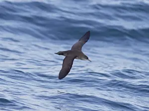 Balearic Shearwater - in flight over the sea - Dorset UK - August