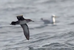Balearic Shearwater - in flight over the sea - Dorset UK - August