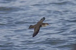 Balearic Shearwater - in flight over the sea - Dorset UK - August