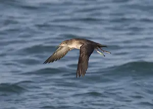 Balearic Shearwater - in flight over the sea - Dorset UK - July