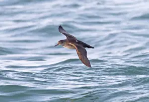 Balearic Shearwater - in flight over the sea - Dorset UK - July