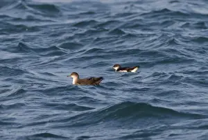Shearwater Prints: Balearic Shearwater and Manx Shearwater (Puffinus puffinus) on the sea - Dorset - UK - July