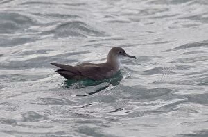 Images Dated 7th August 2010: Balearic Shearwater - on the sea