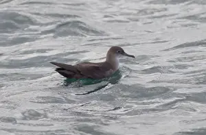 Shearwater Prints: Balearic Shearwater - on the sea - Dorset - UK - August