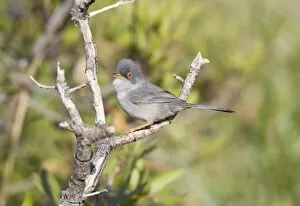 Images Dated 21st March 2009: Balearic Warbler / Mamora's Warbler - adult - March - Majorca