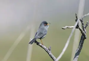 Balearic Islands Prints: Balearic Warbler / Mamora's Warbler - adult - March - Majorca