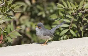 Balearic Warbler / Mamora's Warbler - adult - March - Majorca