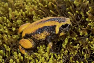 Balebreviceps hillmani
