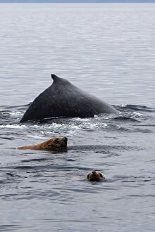 Images Dated 1st September 2007: Baleine a bosse avec Lion de mer ou Otarie de Steller en Colombie britannique dans le Johnstone