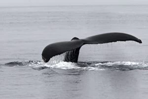 Images Dated 5th September 2007: Baleine a bosse en Colombie britannique dans le Johnstone strait