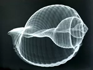 Baler shell, x-ray to show internal structure and spiralling. spirals