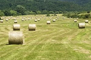 Images Dated 26th June 2008: Bales of Hay in meadow