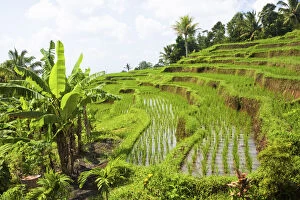 Bali, Indonesia. Rice paddies in central