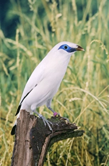 Images Dated 19th January 2006: Bali Mynah / Rothschild's Starling / Rothschild's Mynah / White Starling