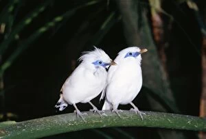 Images Dated 19th January 2006: Bali Mynah / Rothschild's Starling / Rothschild's Mynah / White Starling