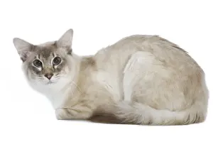 Balineses Prints: Balinese Cat - Blue silver tabby point