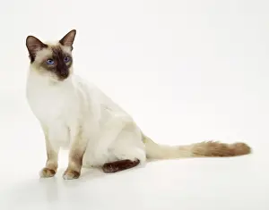 Balinese Chocolate Point-Semi Longhair Cat JD 14547 &copy; John Daniels / ARDEA LONDON