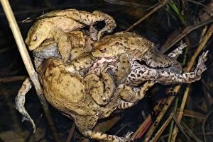 Amplexus Collection: ball of Common Toad - amplexus - Switzerland