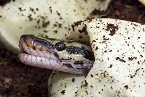 Ball Python (Python regius) - Captive hatching from egg - Native to Africa