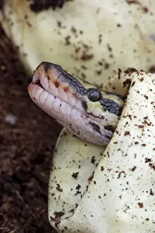 Ball Python (Python regius) - Captive hatching from egg - Native to Africa