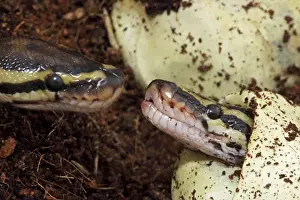 Emerging Prints: Ball Python (Python regius) - Captive hatching from egg - Native to Africa