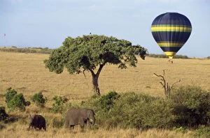 Elephants Collection: Balloon Safari Masai Mara, Kenya, Africa